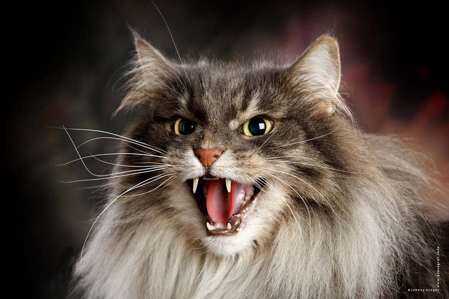 Norwegian Forest Cat