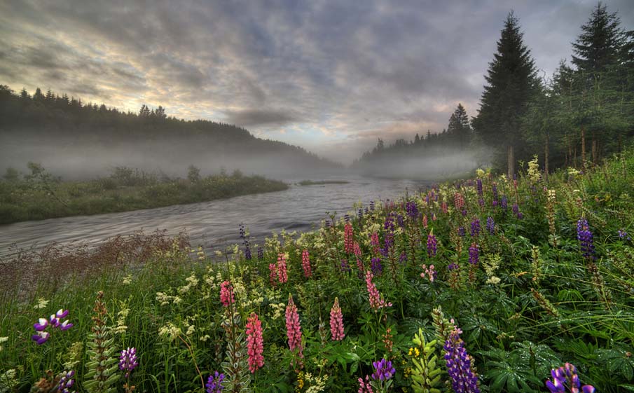 Lupins