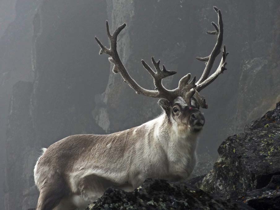 Reindeer in the Mist