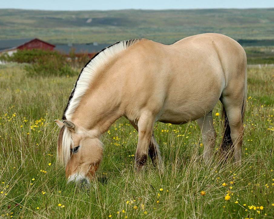 Norwegian Fjord Horse