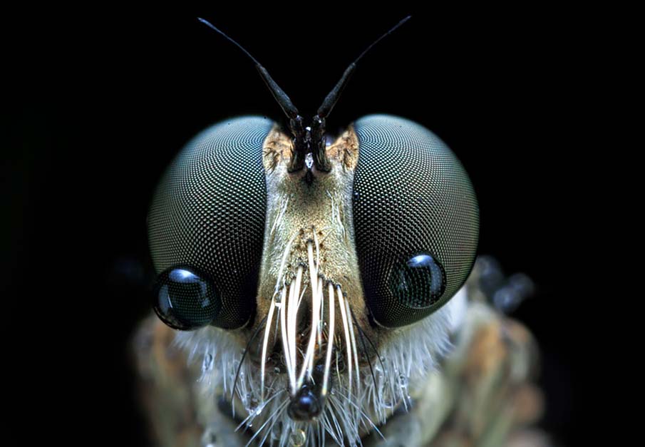 Robberfly Tears