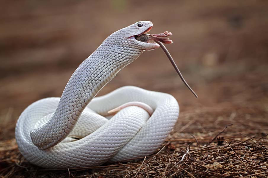 White Snake