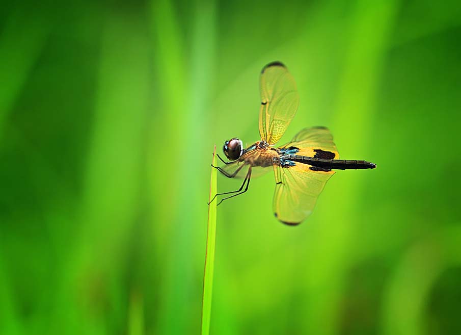 Dragonfly I