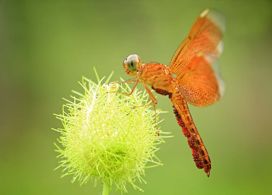 Dragonfly II