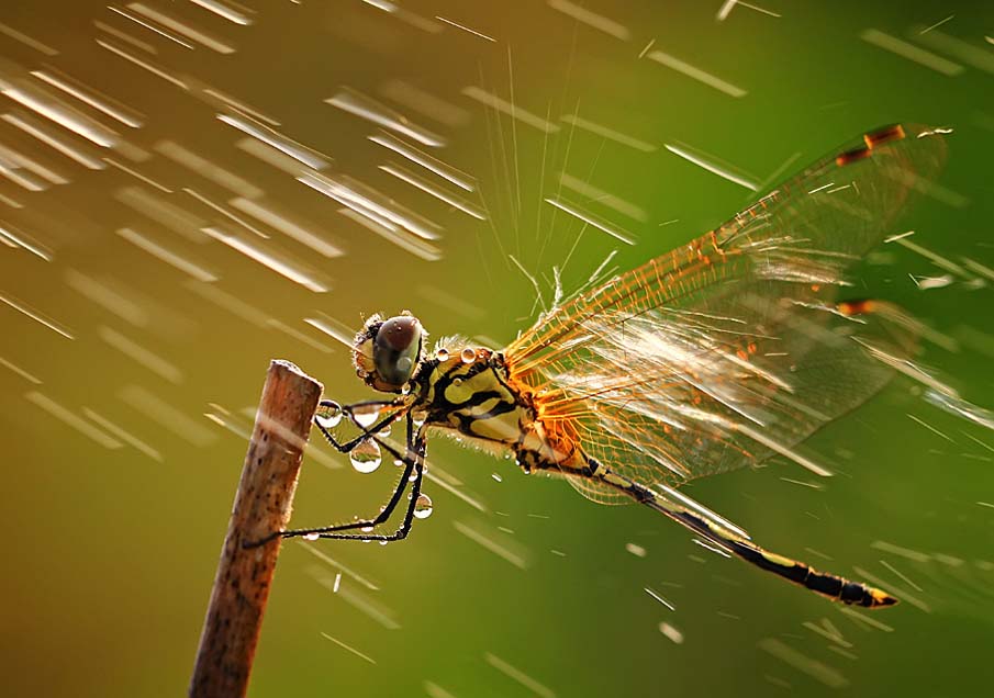 Under the Pouring Rain