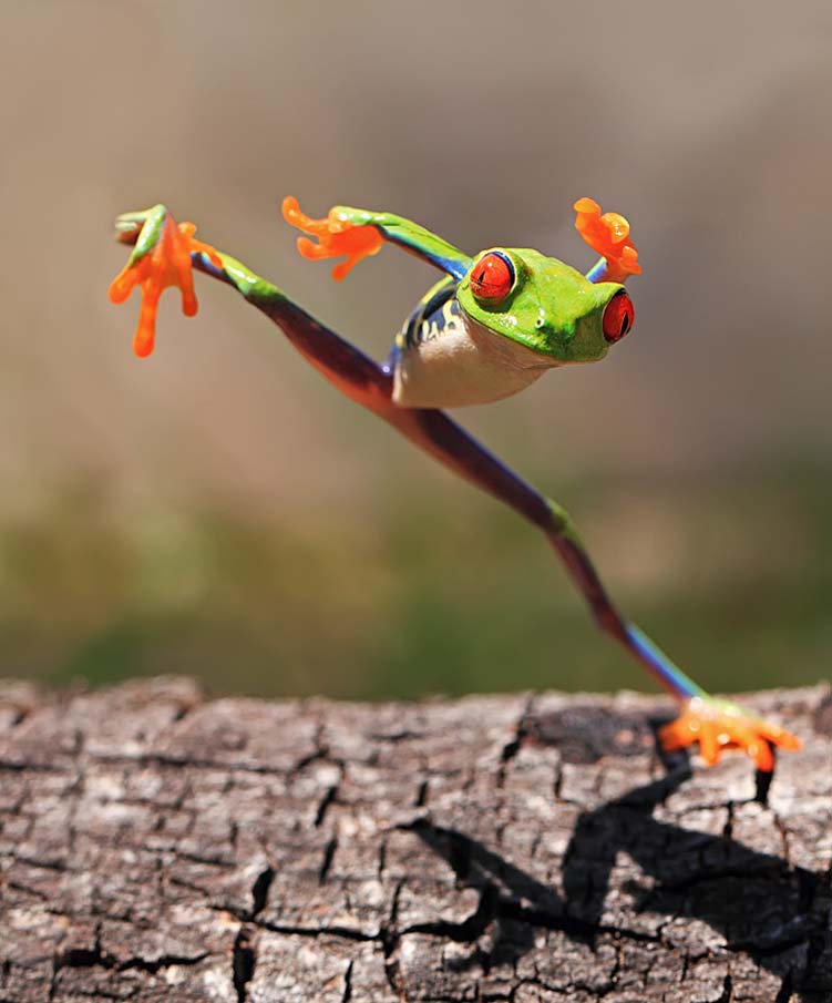 Kungfu Frog