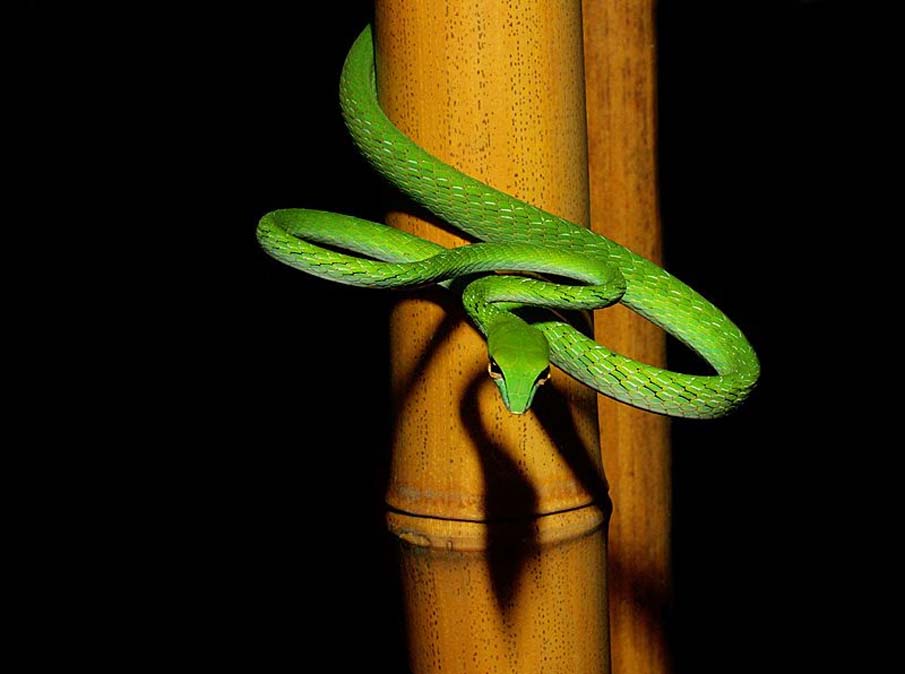 Asian Vine Snake author Mark B Bartosik