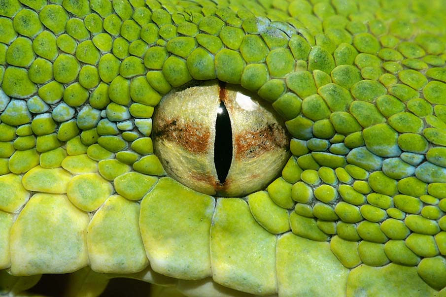 Змея глаз