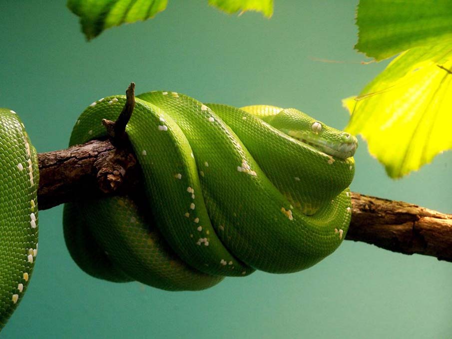 Green Snake on a Branch