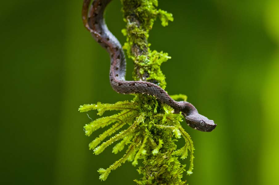 Rainforest Hog-Nosed Pit Viper-