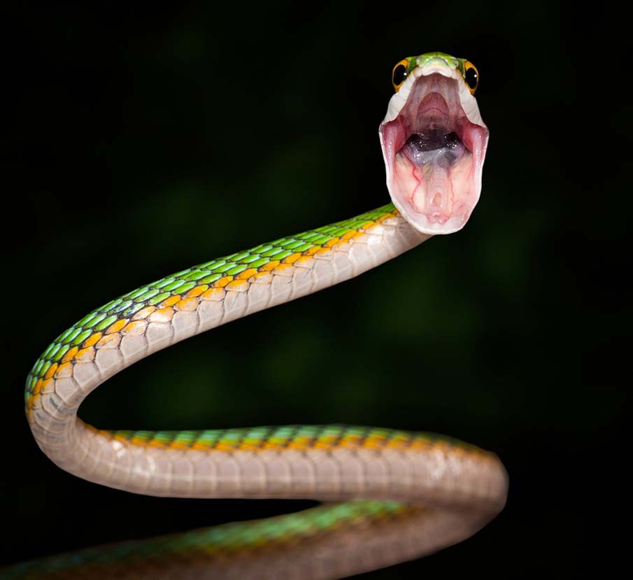 Leptophis Ahaetulla, Parrot Snake