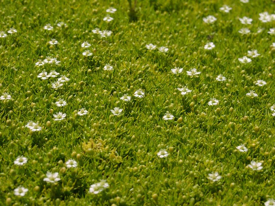 Tiny Flowers