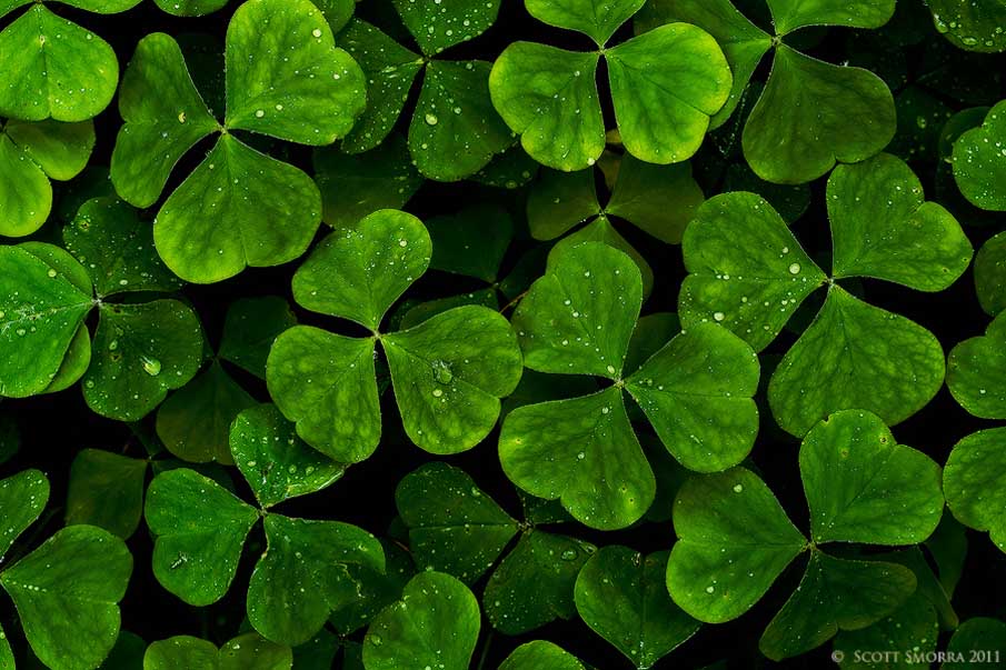 In Clover