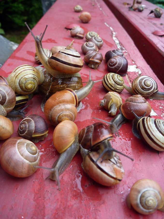 Lots of Snails