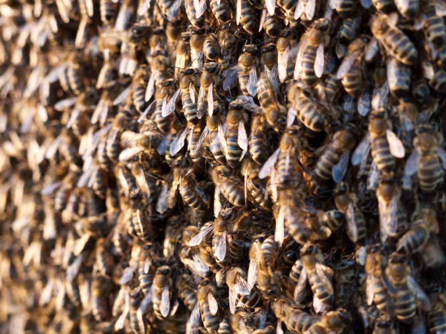 Army of Bees