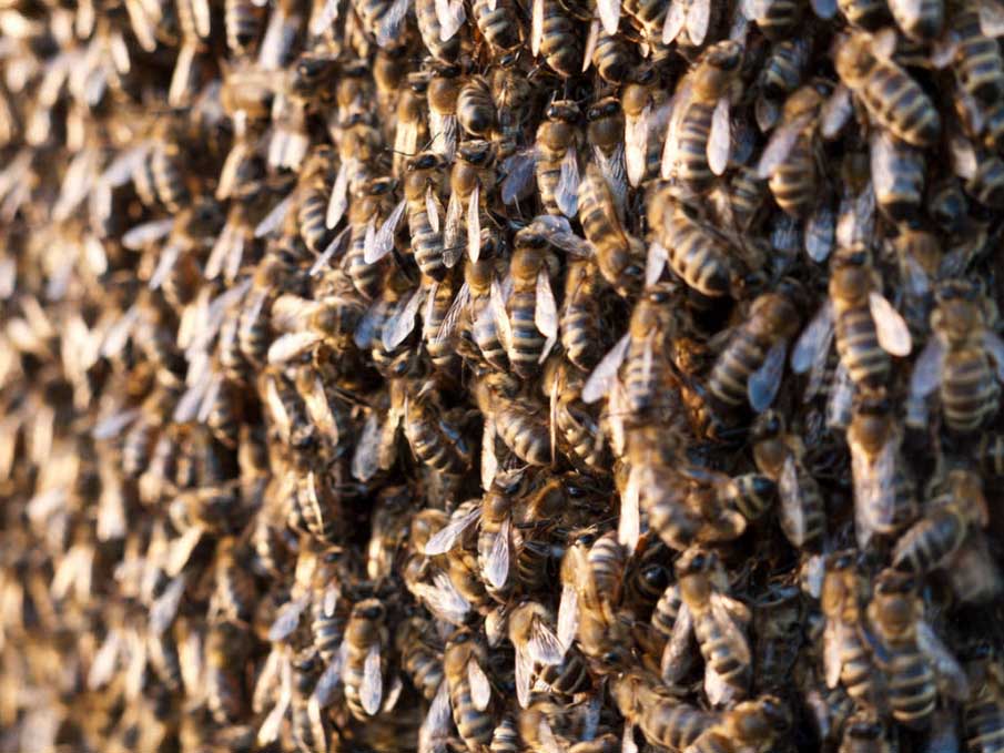 Army of Bees