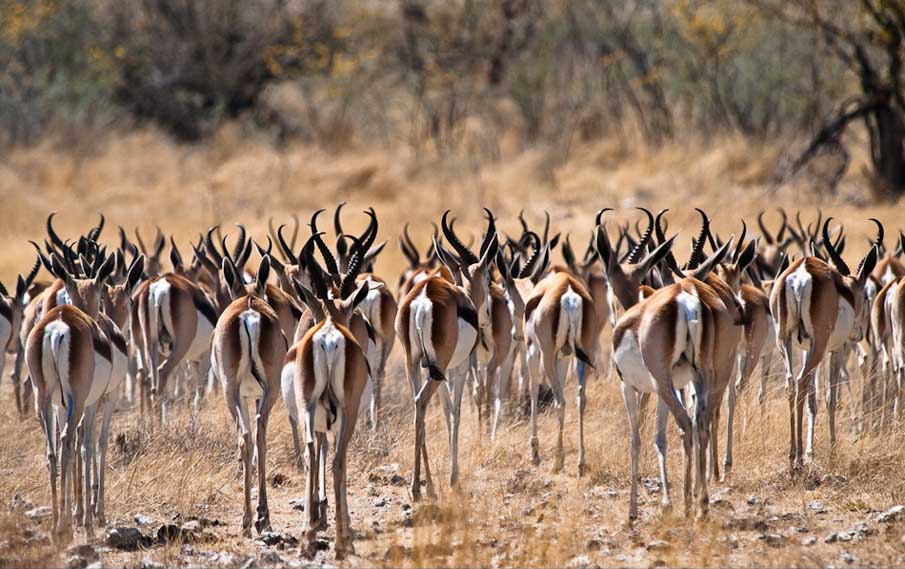 Herd of Springbok