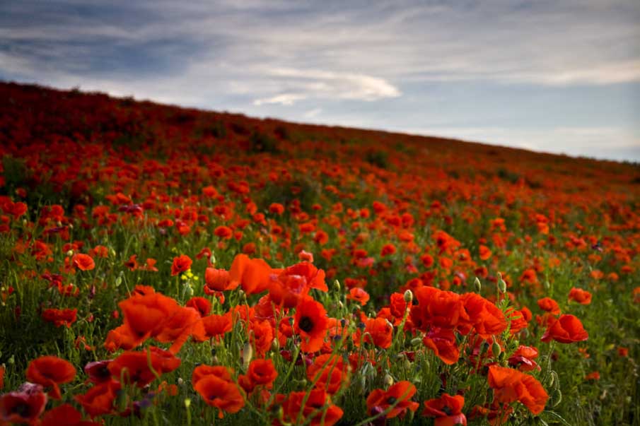 Poppies