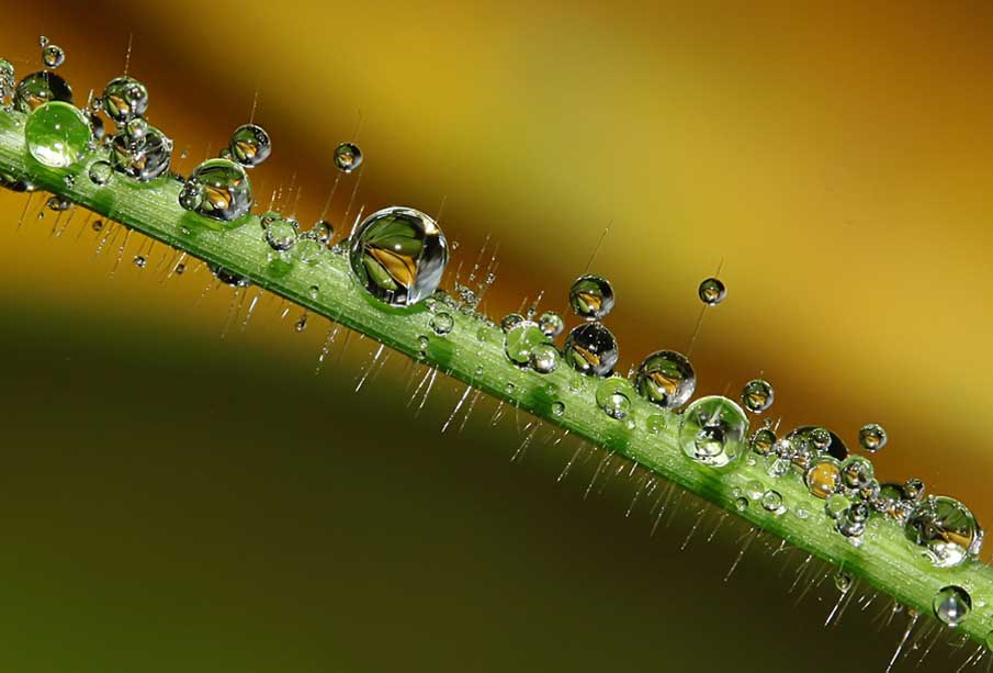 Strands of Dew