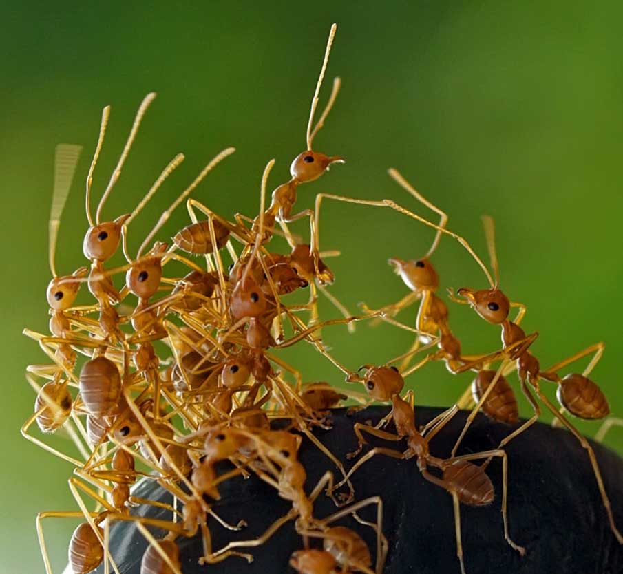 Gang of Ants