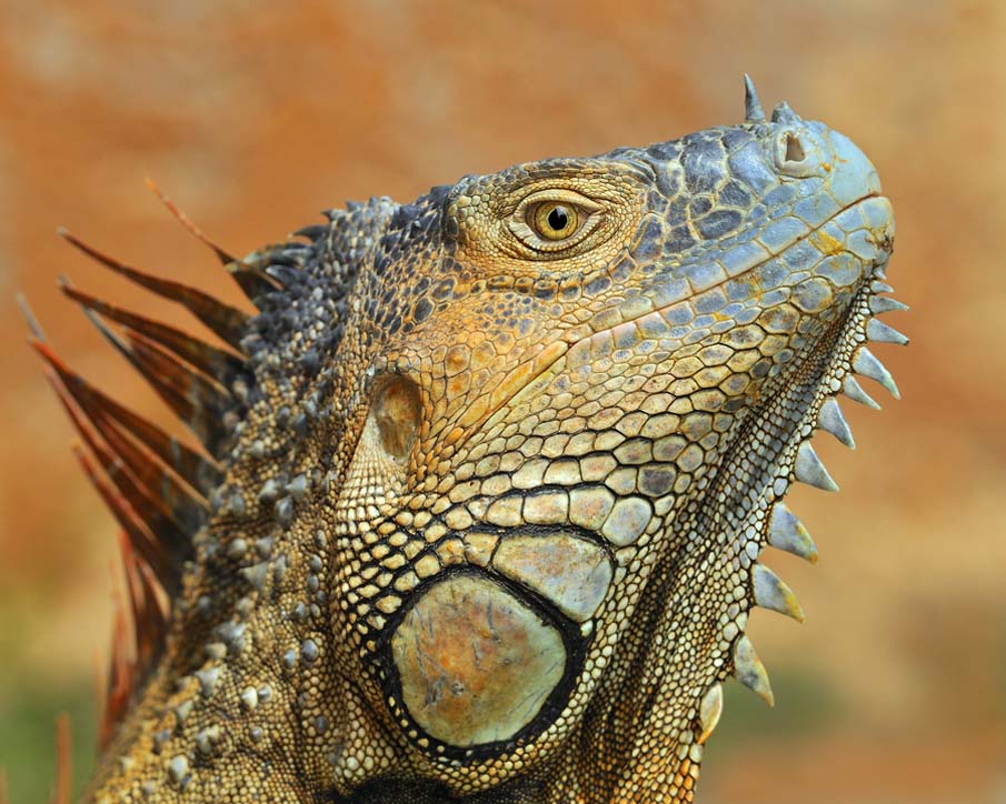 Green Iguana