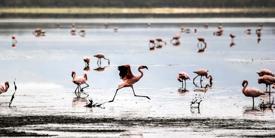 Lake Nakuru, Kenya