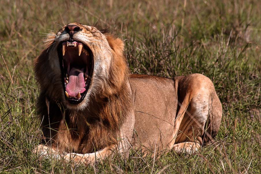 Lion in Masai Mara, Kenya