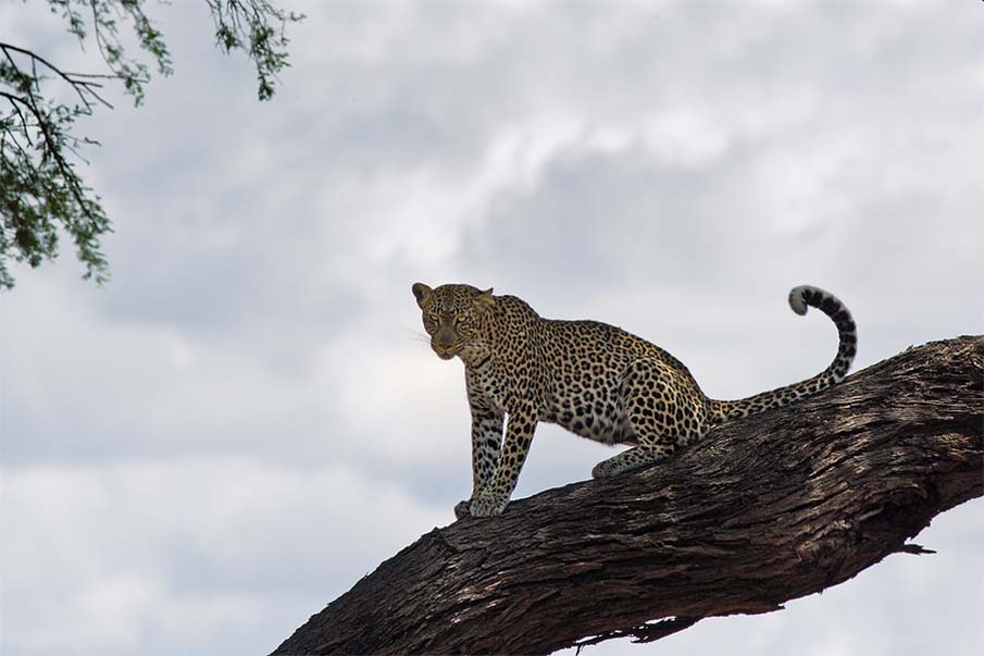 Leopard on a Tree