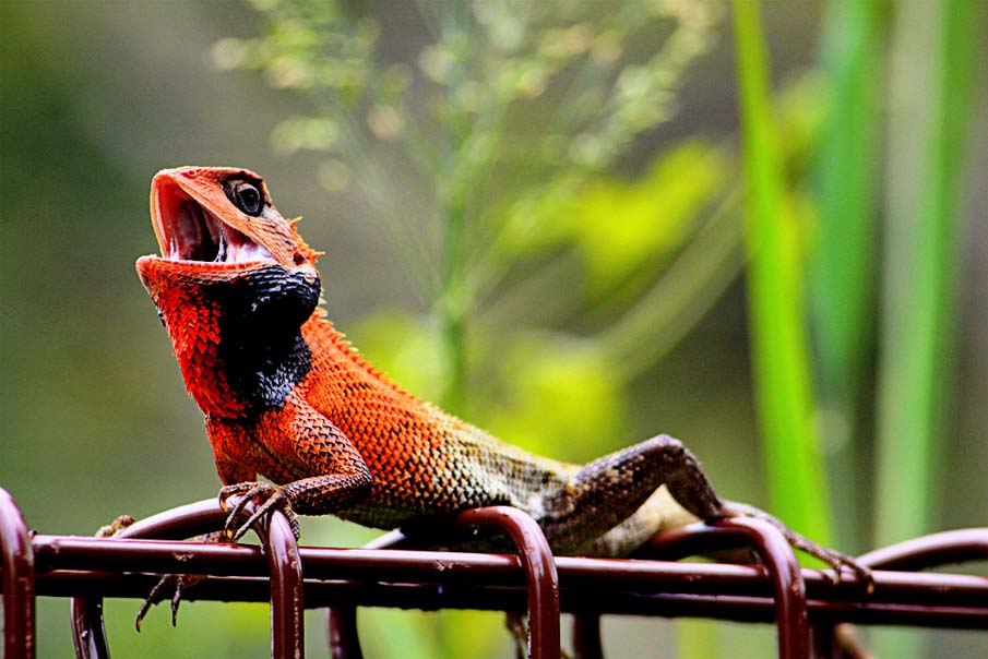 Calotes Versicolor