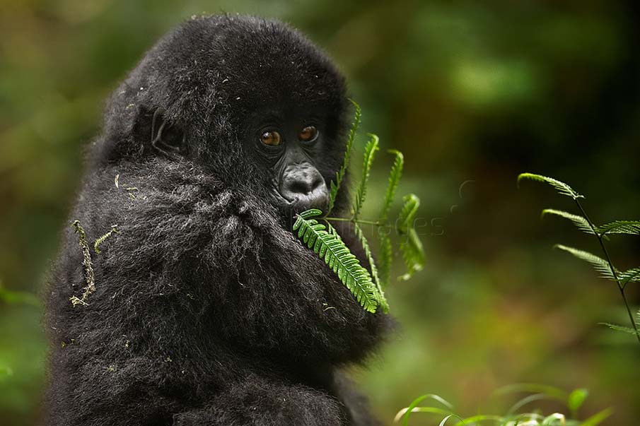 Baby Mountain Gorilla Feeding