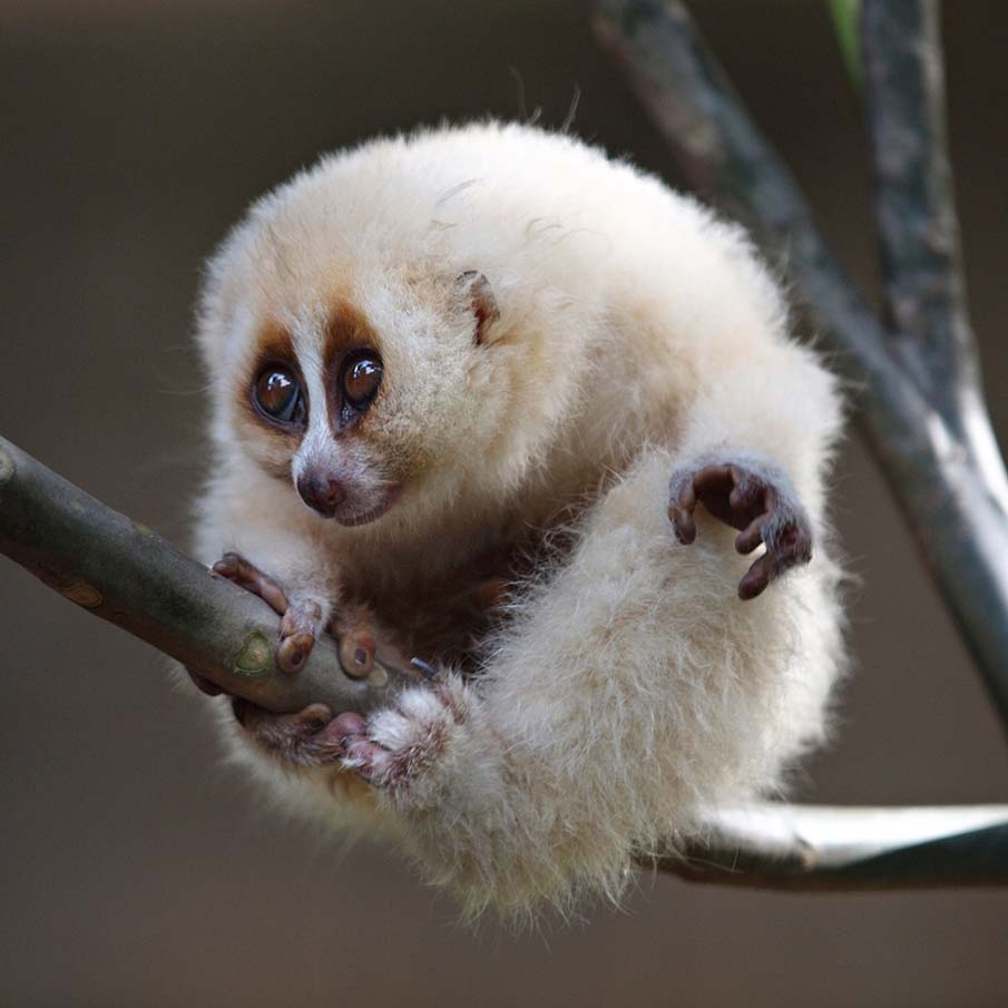 Javan Slow Loris