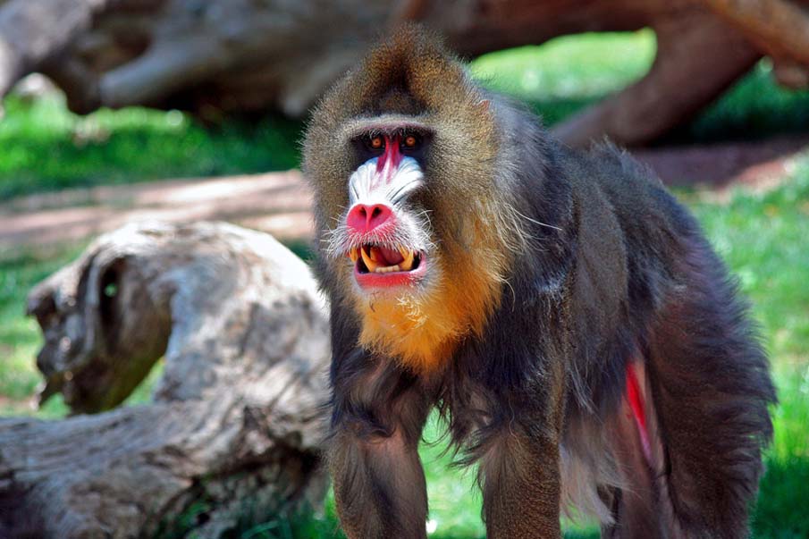 Mandrill