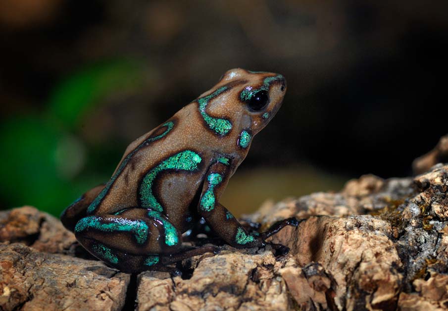 Camouflage Poison Dart Frog