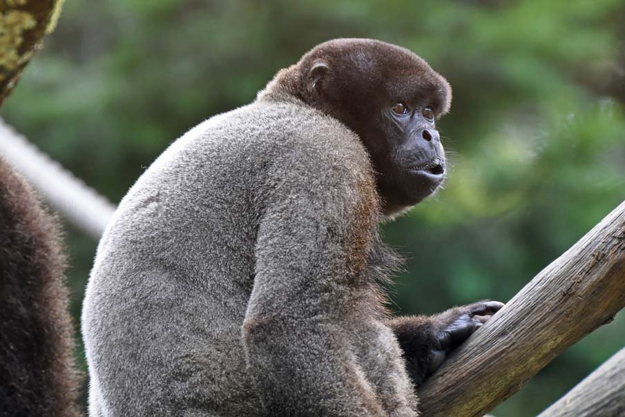 Brown Woolly Monkey