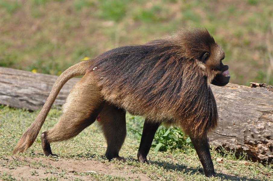 Gelada