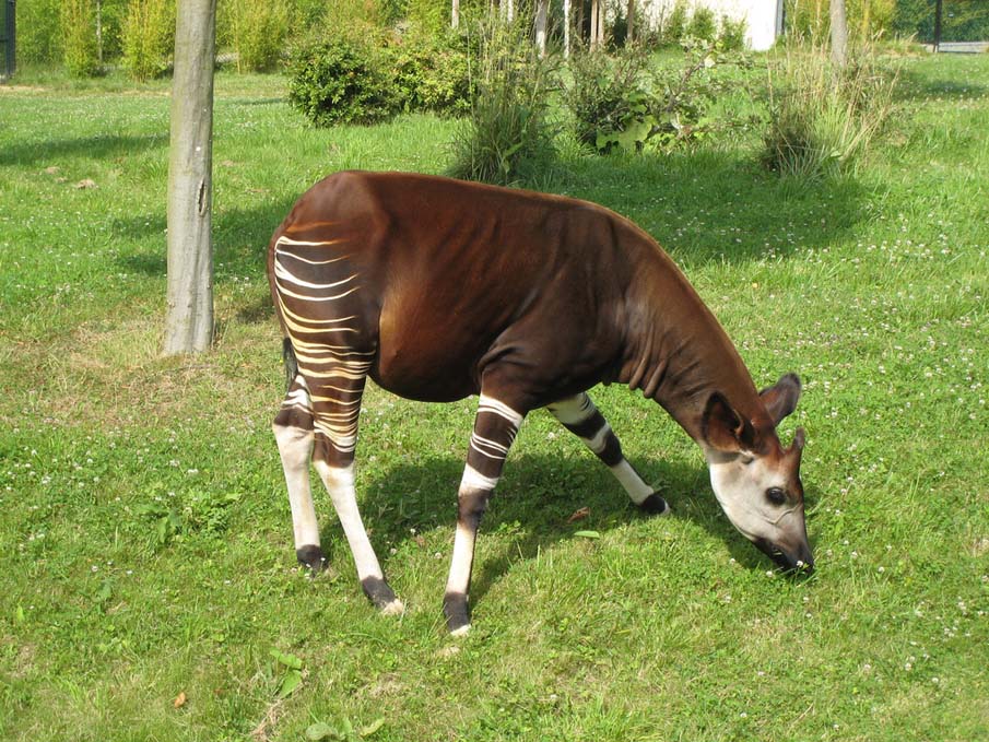 Okapi