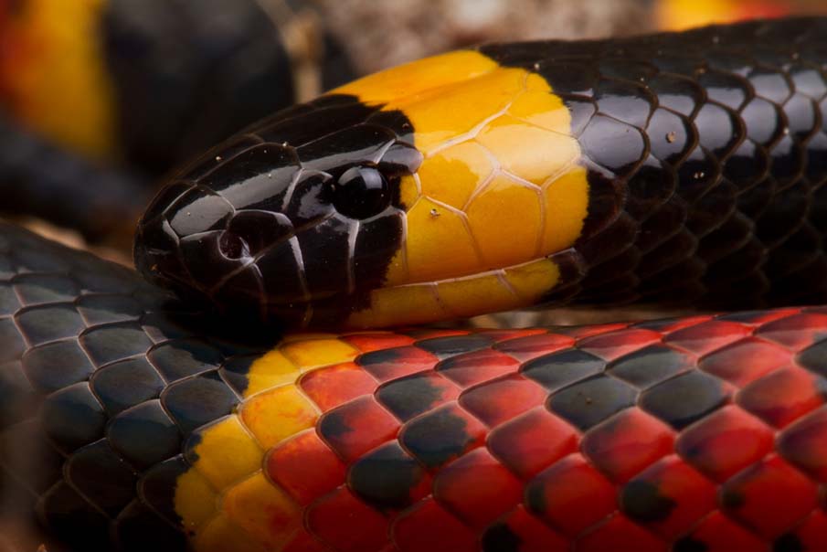 Texas Coral Snake