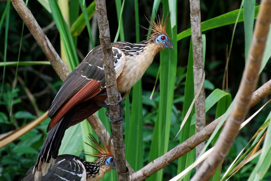 Hoatzin (Stink Bird)