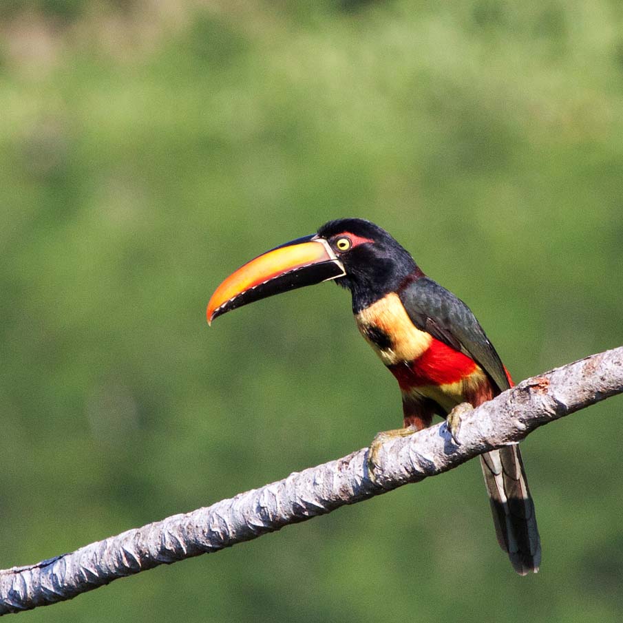 Fiery Billed Aracari