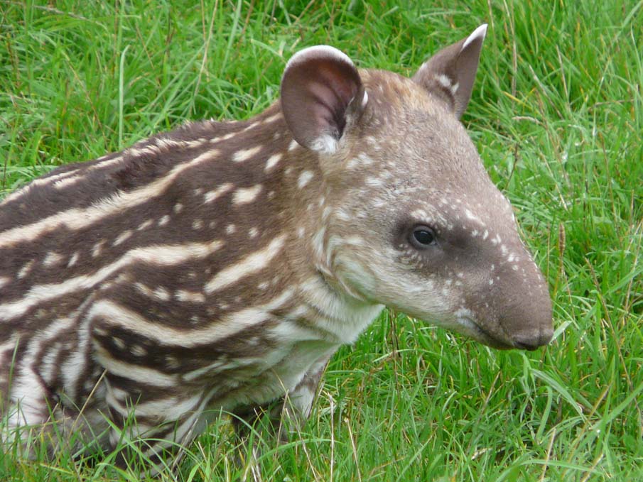 Baby Brazilian Tapir