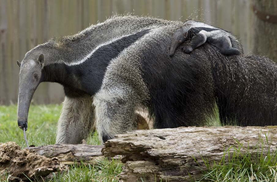 Giant Anteater Pup