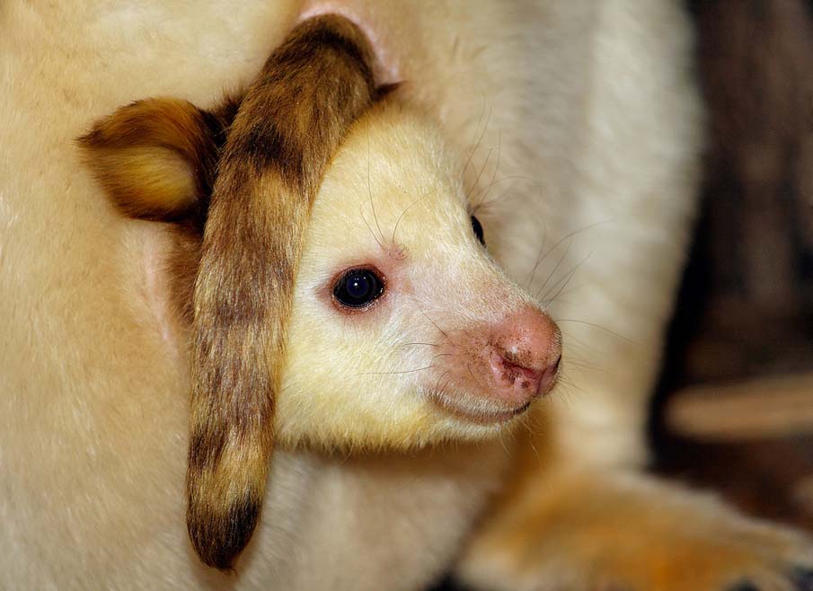 Tree Kangaroo