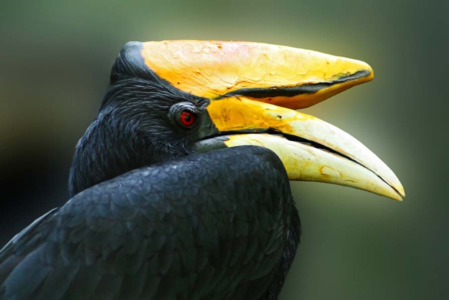 Rhinoceros Hornbill Portrait