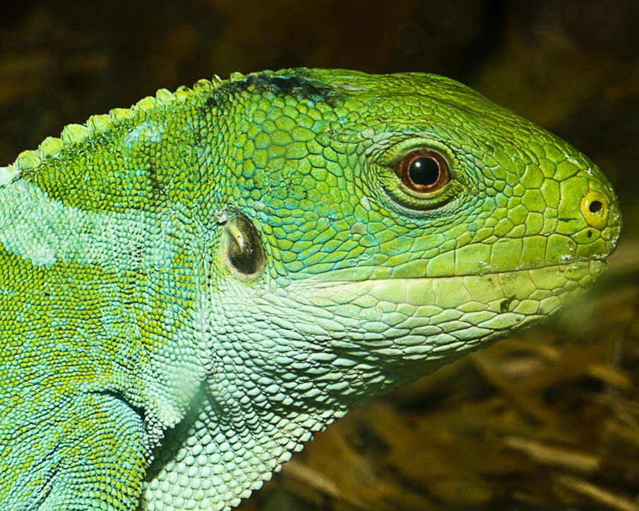 Fijian Banded Iguana