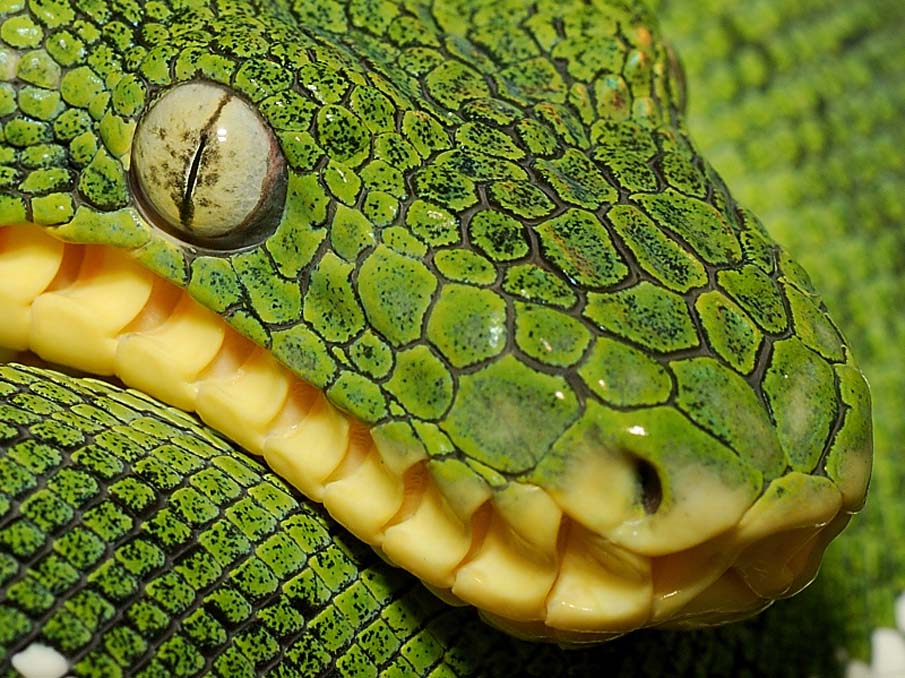 Emerald Tree Boa