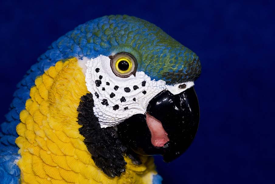 Macro Macaw