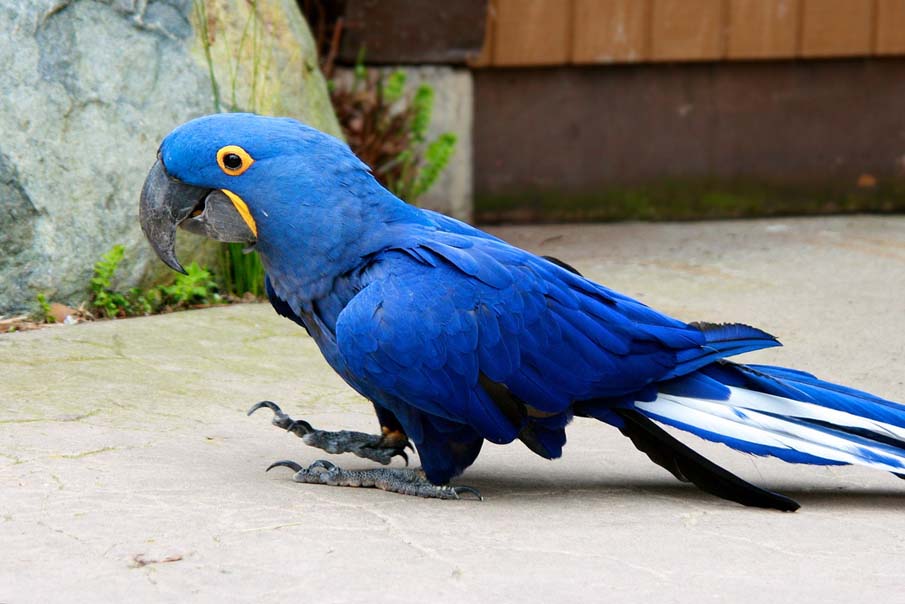 Hyacinth Macaw