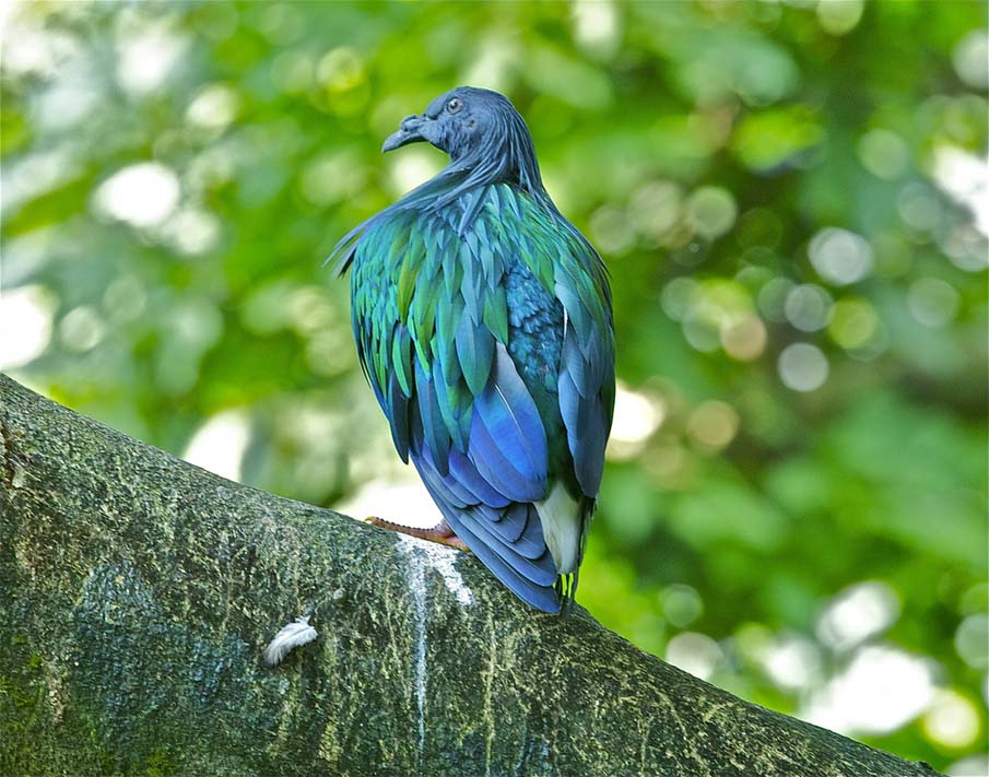 Nicobar Pigeon