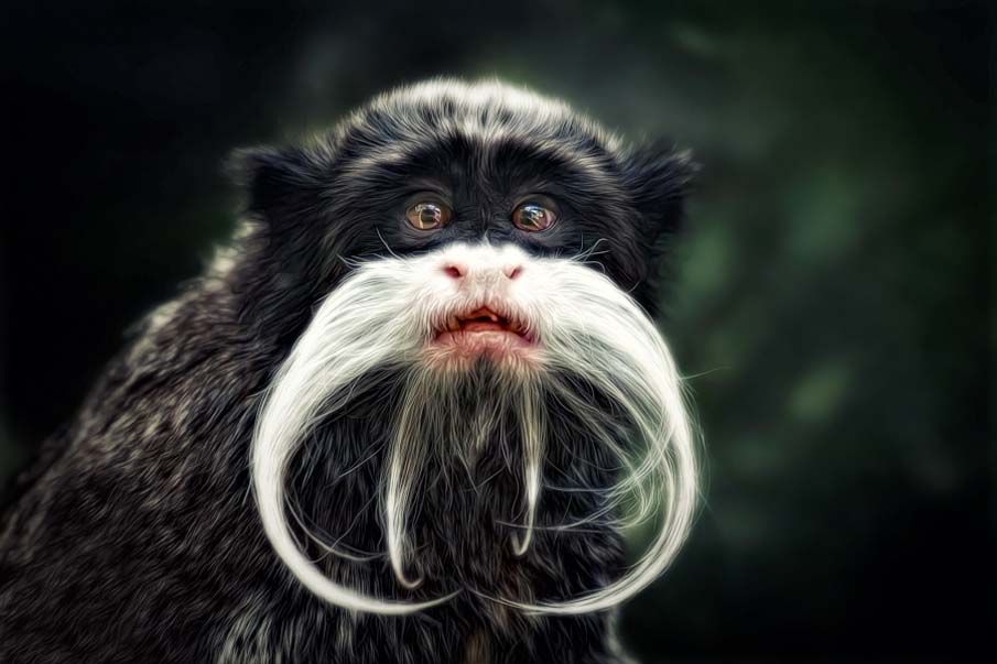 Amazed Emperor Tamarin