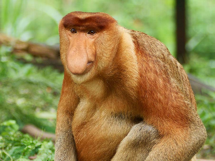 Long Nosed Monkey